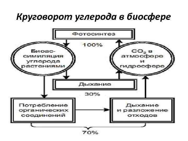 Круговорот углерода в биосфере 