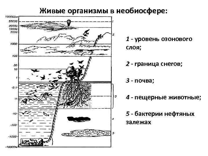 Живые организмы в необиосфере: 1 - уровень озонового слоя; 2 - граница снегов; 3