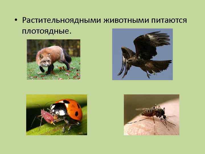  • Растительноядными животными питаются плотоядные. 