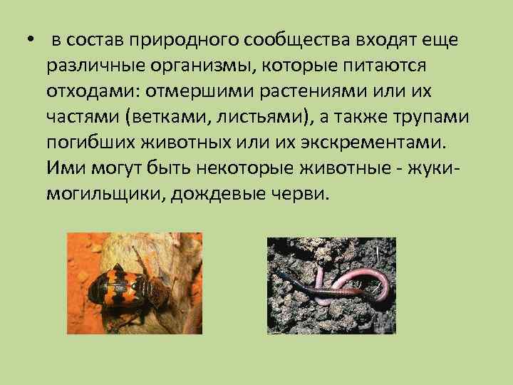  • в состав природного сообщества входят еще различные организмы, которые питаются отходами: отмершими
