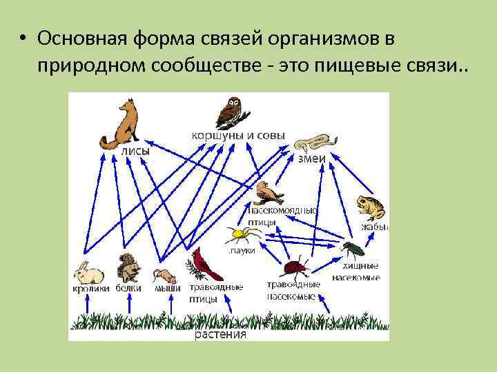  • Основная форма связей организмов в природном сообществе - это пищевые связи. .