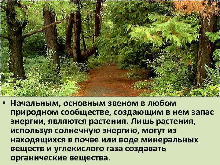  • Начальным, основным звеном в любом природном сообществе, создающим в нем запас энергии,