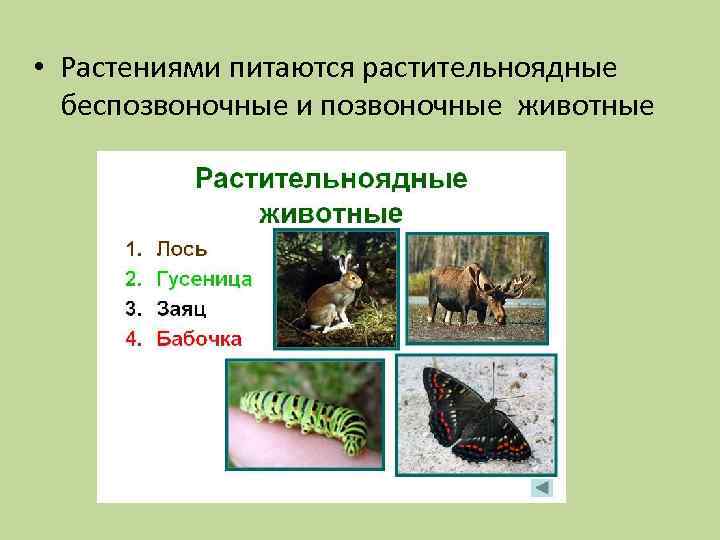  • Растениями питаются растительноядные беспозвоночные и позвоночные животные 
