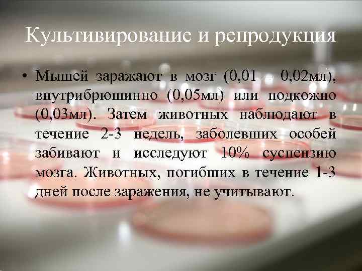 Культивирование и репродукция • Мышей заражают в мозг (0, 01 – 0, 02 мл),