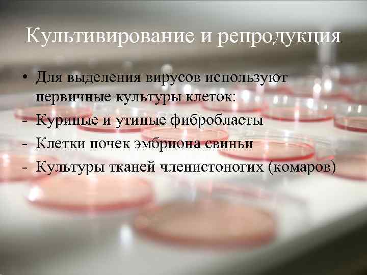 Культивирование и репродукция • Для выделения вирусов используют первичные культуры клеток: - Куриные и