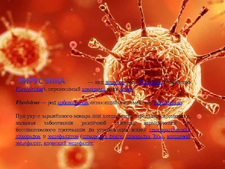  — вид вирусов рода Flavivirus (семейство Flaviviridae), переносимый комарами рода Aedes. Flavivirus —
