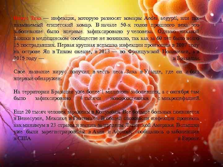 Вирус Зика — инфекция, которую разносят комары Aedes aegypti, или так называемый египетский комар.
