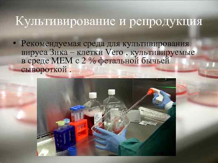 Культивирование и репродукция • Рекомендуемая среда для культивирования вируса Зика – клетки Vero ,
