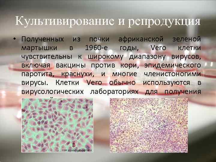 Культивирование и репродукция • Полученных из почки африканской зеленой мартышки в 1960 -е годы,