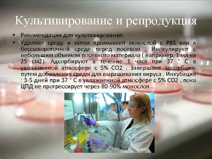 Культивирование и репродукция • Рекомендации для культивирования: • Удаляют среду и затем промывают монослой