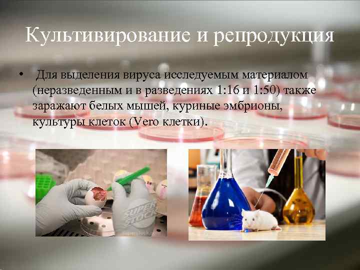 Культивирование и репродукция • Для выделения вируса исследуемым материалом (неразведенным и в разведениях 1: