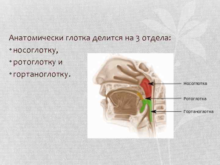 Лимфоидная ткань глотки фото