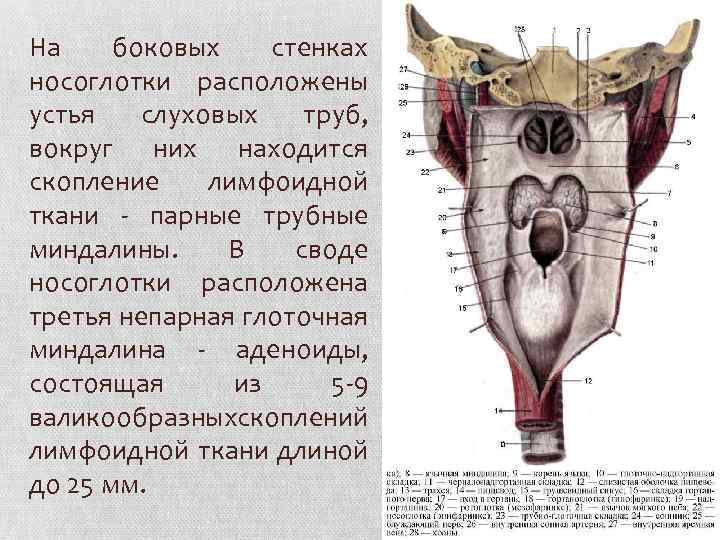 На боковых стенках носоглотки расположены устья слуховых труб, вокруг них находится скопление лимфоидной ткани