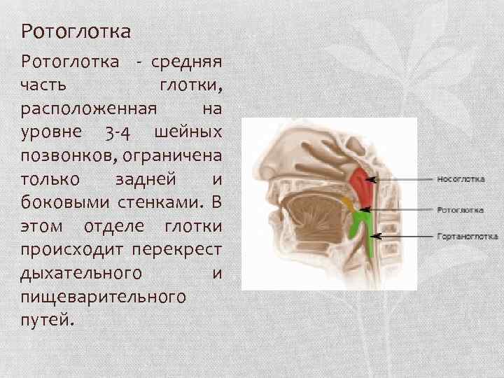 Лимфоидная ткань глотки фото