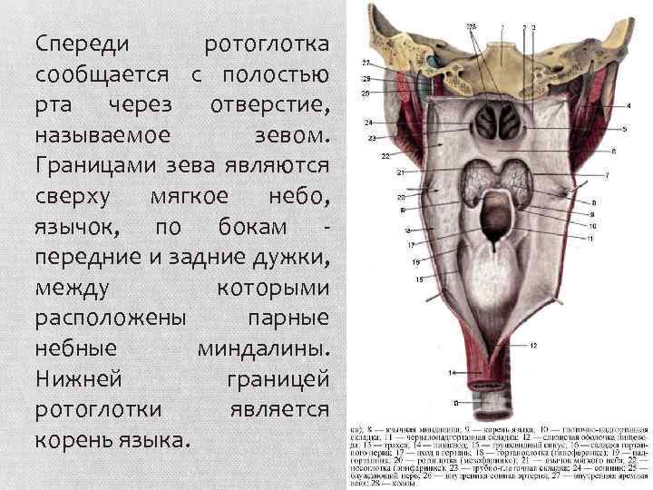 Спереди ротоглотка сообщается с полостью рта через отверстие, называемое зевом. Границами зева являются сверху