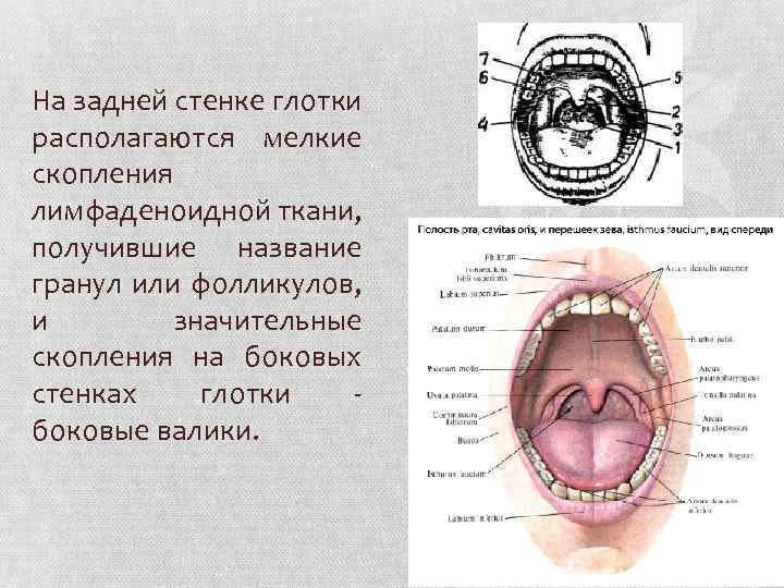 Гортань и глотка строение фото