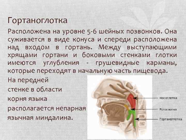 Гортаноглотка Расположена на уровне 5 -6 шейных позвонков. Она суживается в виде конуса и