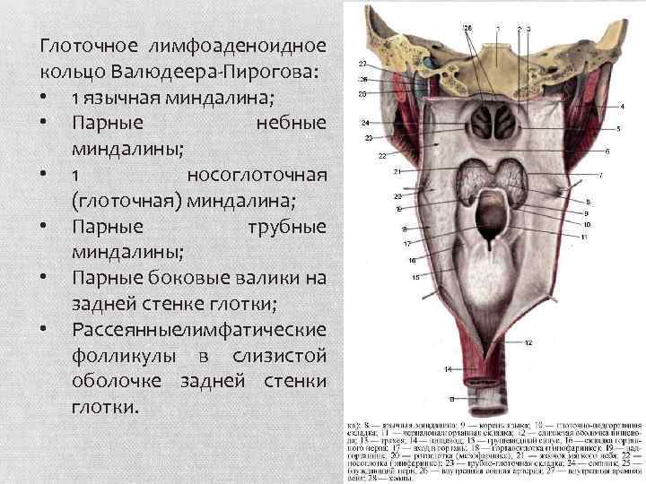 Глоточное лимфоаденоидное кольцо Валюдеера-Пирогова: • 1 язычная миндалина; • Парные небные миндалины; • 1