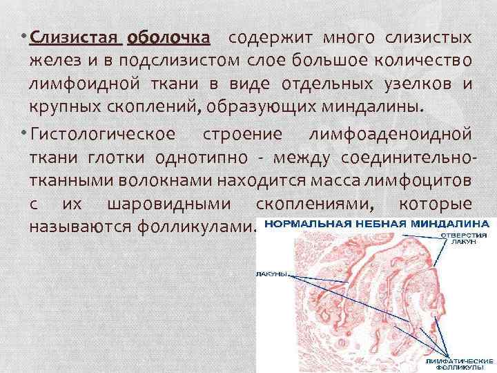 Цитограмма воспалительного процесса слизистой оболочки на фоне дисбиоза