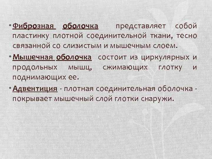  • Фиброзная оболочка представляет собой пластинку плотной соединительной ткани, тесно связанной со слизистым