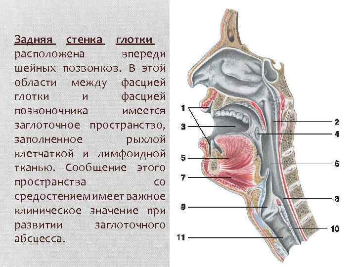 Лимфоидная ткань глотки фото