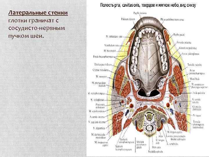 Воспаление задней стенки глотки фото