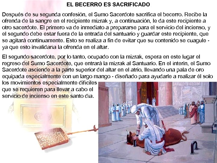EL BECERRO ES SACRIFICADO Después de su segunda confesión, el Sumo Sacerdote sacrifica el