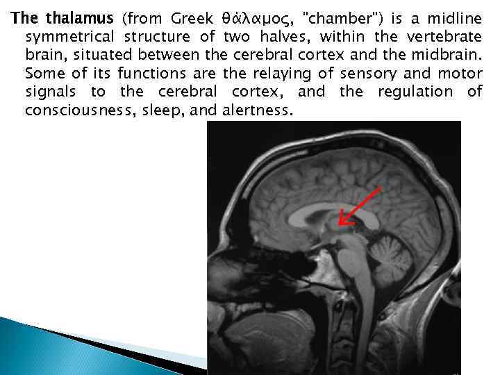 The thalamus (from Greek θάλαμος, 