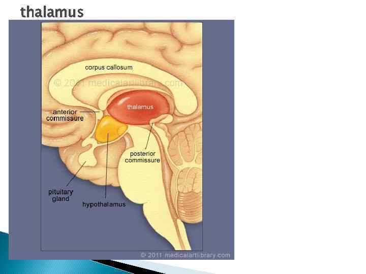 thalamus 