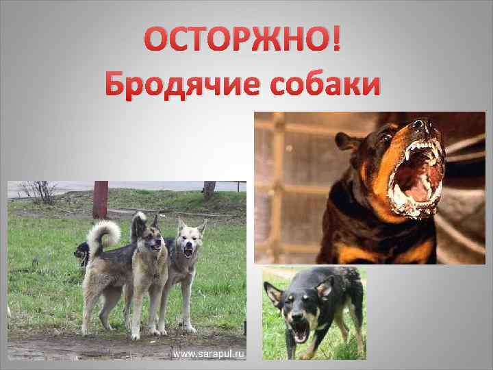 ОСТОРЖНО! Бродячие собаки 