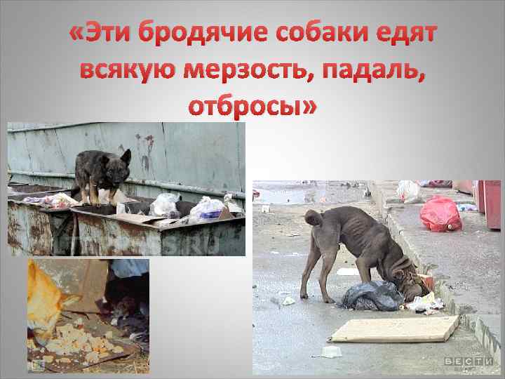  «Эти бродячие собаки едят всякую мерзость, падаль, отбросы» 