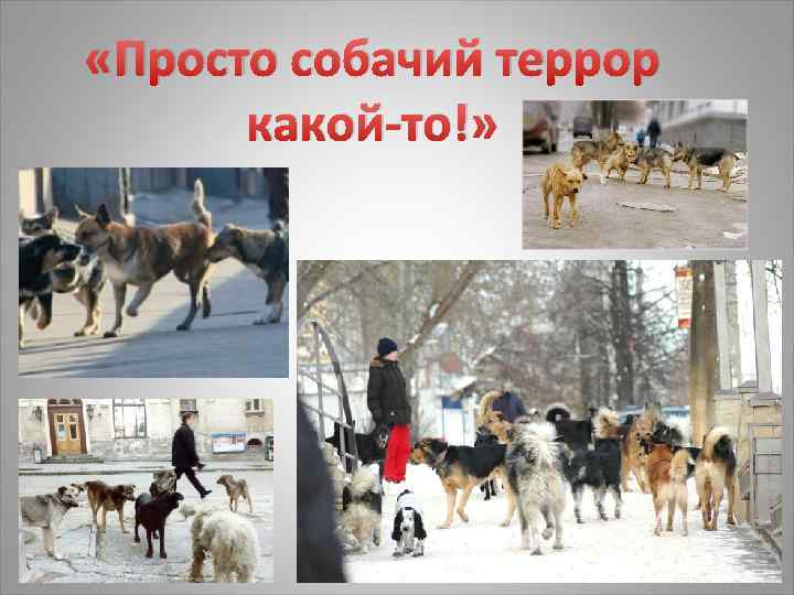  «Просто собачий террор какой-то!» 