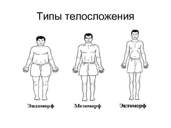 Типы телосложения 