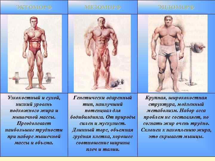 ЭКТОМОРФ МЕЗОМОРФ ЭНДОМОРФ Узкокостный и сухой, низкий уровень подкожного жира и мышечной массы. Преодолевает