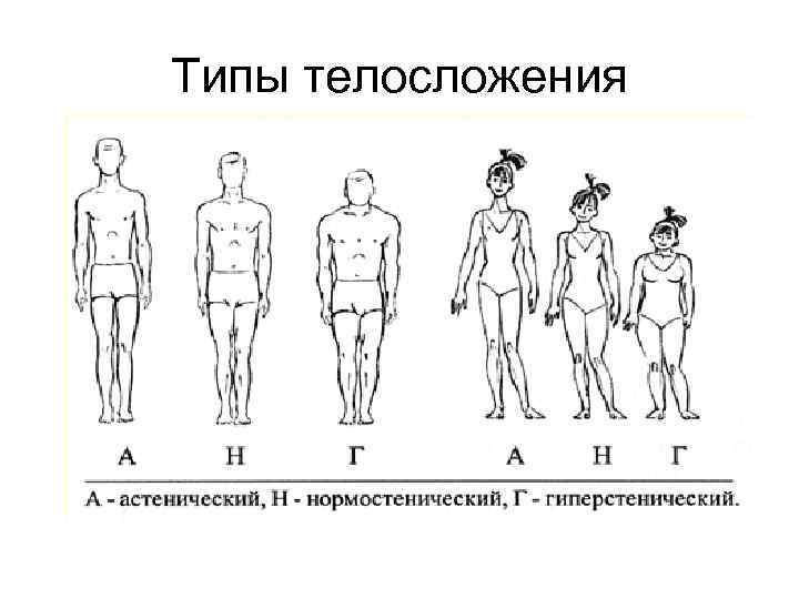 Типы телосложения 