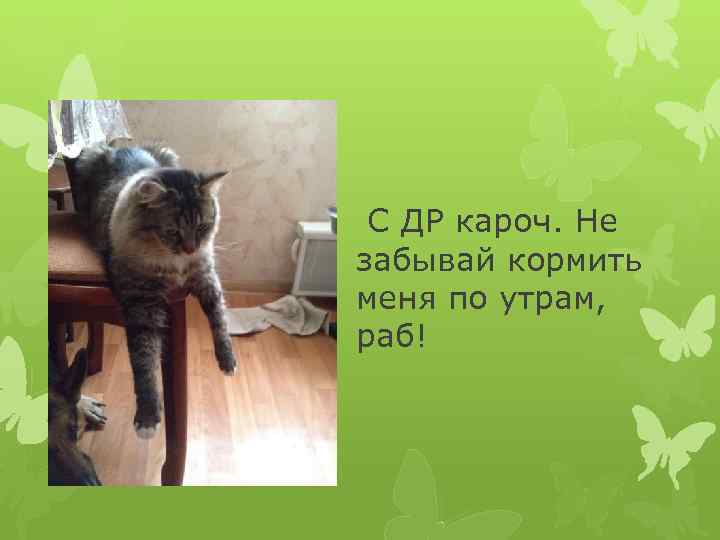  С ДР кароч. Не забывай кормить меня по утрам, раб! 