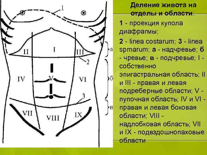  Деление живота на отделы и области: 1 - проекция купола диафрагмы; 2 -