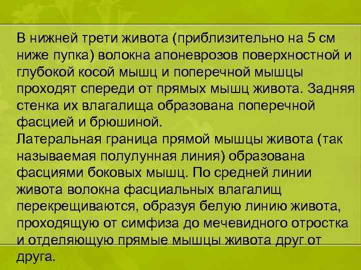В нижней трети живота (приблизительно на 5 см ниже пупка) волокна апоневрозов поверхностной и