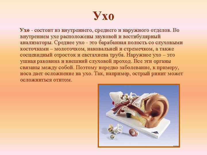 Ухо - состоит из внутреннего, среднего и наружного отделов. Во внутреннем ухе расположены звуковой