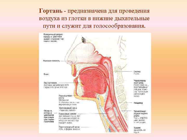 Гортань - предназначена для проведения воздуха из глотки в нижние дыхательные пути и служит