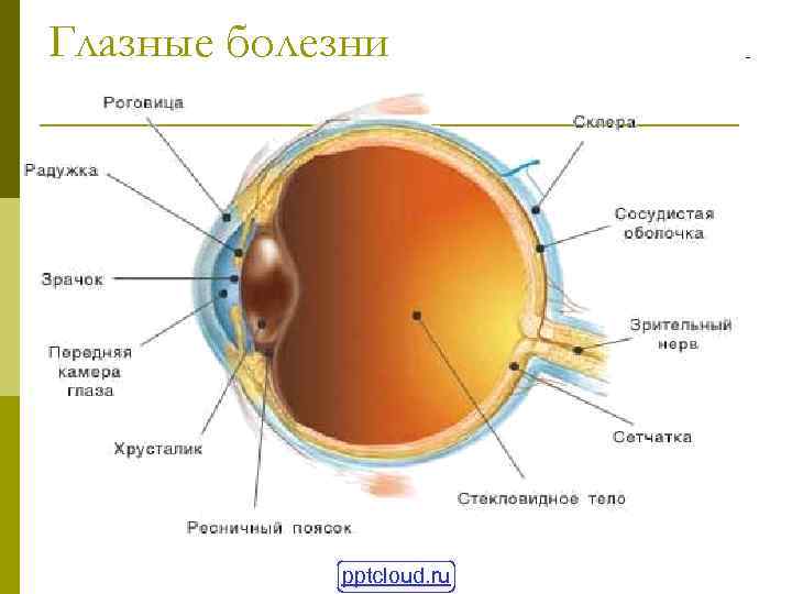 Глазные болезни pptcloud. ru 
