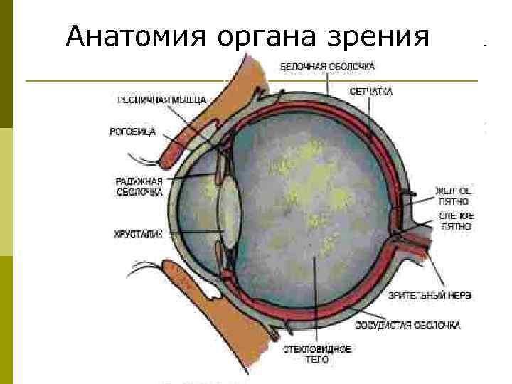 Анатомия органа зрения 