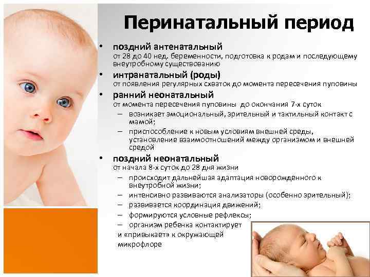 Перинатальный период • поздний антенатальный от 28 до 40 нед. беременности, подготовка к родам