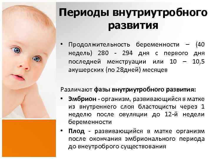 Периоды внутриутробного развития • Продолжительность беременности – (40 недель) 280 - 294 дня с