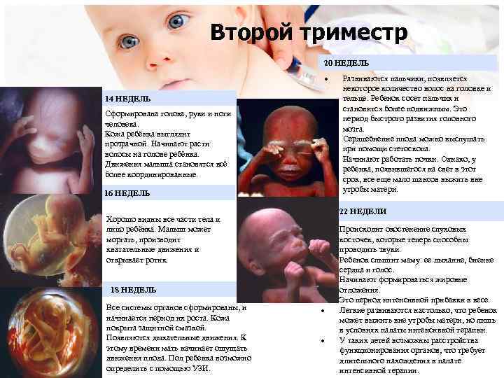 Второй триместр 20 НЕДЕЛЬ • 14 НЕДЕЛЬ • Сформирована голова, руки и ноги человека.