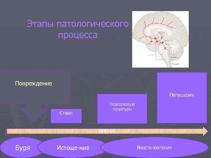 Этапы патологического процесса Повреждение Полушария Ствол Подкорковые структуры ВРЕМЯ Буря Истоще-ние Восстановление 