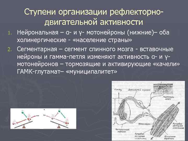 Ступени организации рефлекторнодвигательной активности Нейрональная – α- и γ- мотонейроны (нижние)– оба холинергические -