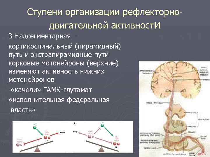 Ступени организации рефлекторнодвигательной активности 3 Надсегментарная кортикоспинальный (пирамидный) путь и экстрапирамидные пути корковые мотонейроны