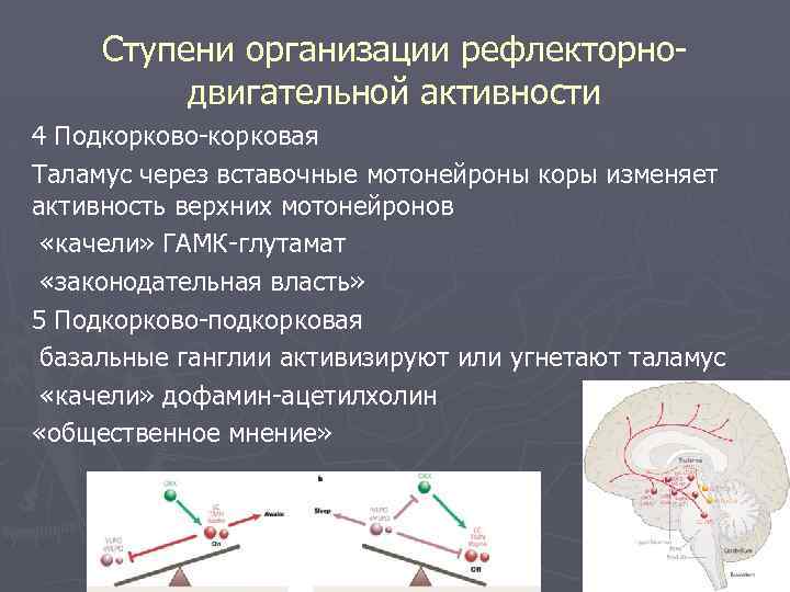 Ступени организации рефлекторнодвигательной активности 4 Подкорково-корковая Таламус через вставочные мотонейроны коры изменяет активность верхних