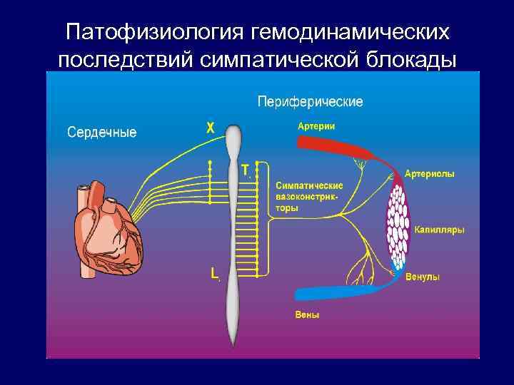 Патофизиология гемодинамических последствий симпатической блокады 